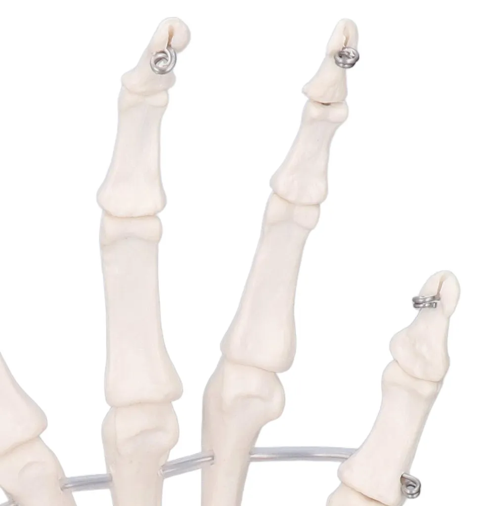 Main en PVC avec articulations mobiles - Taille réelle sur support - 14