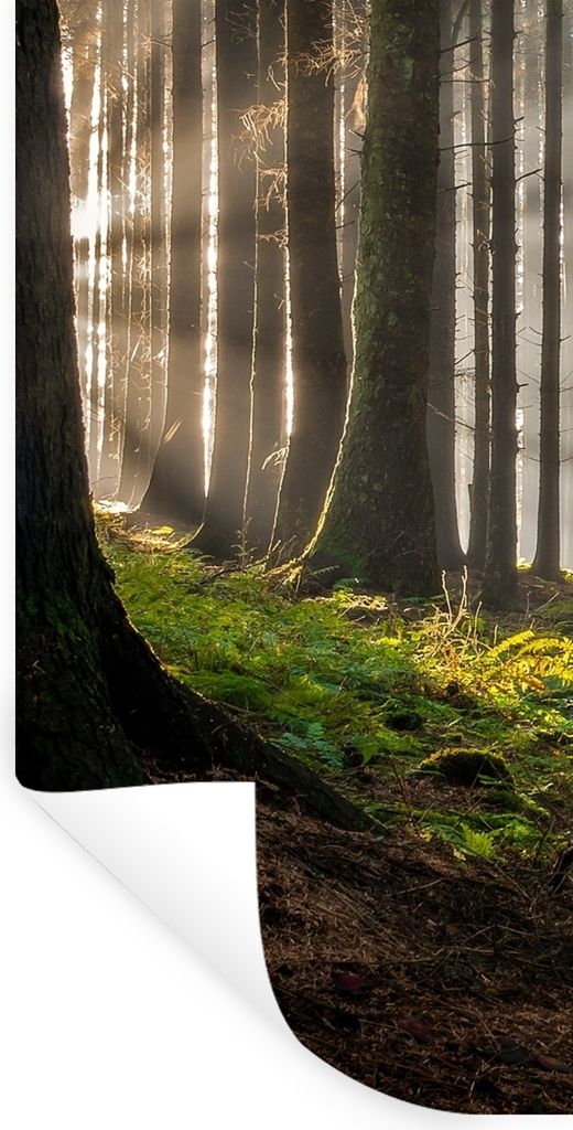 MuchoWow Wandtattoo Wandsticker Wandaufkleber Sonne - Äste - Bäume - Wald - Natur 80x160 cm Selbstklebend und Repositionierbar - Sticker - Deko...