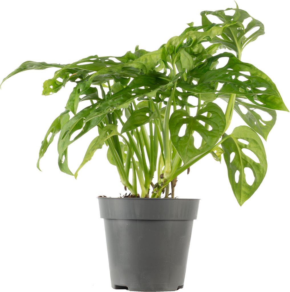 Pflegeleichtes Fensterblatt - Kletternde Monstera 'Monkey' Produktbild 