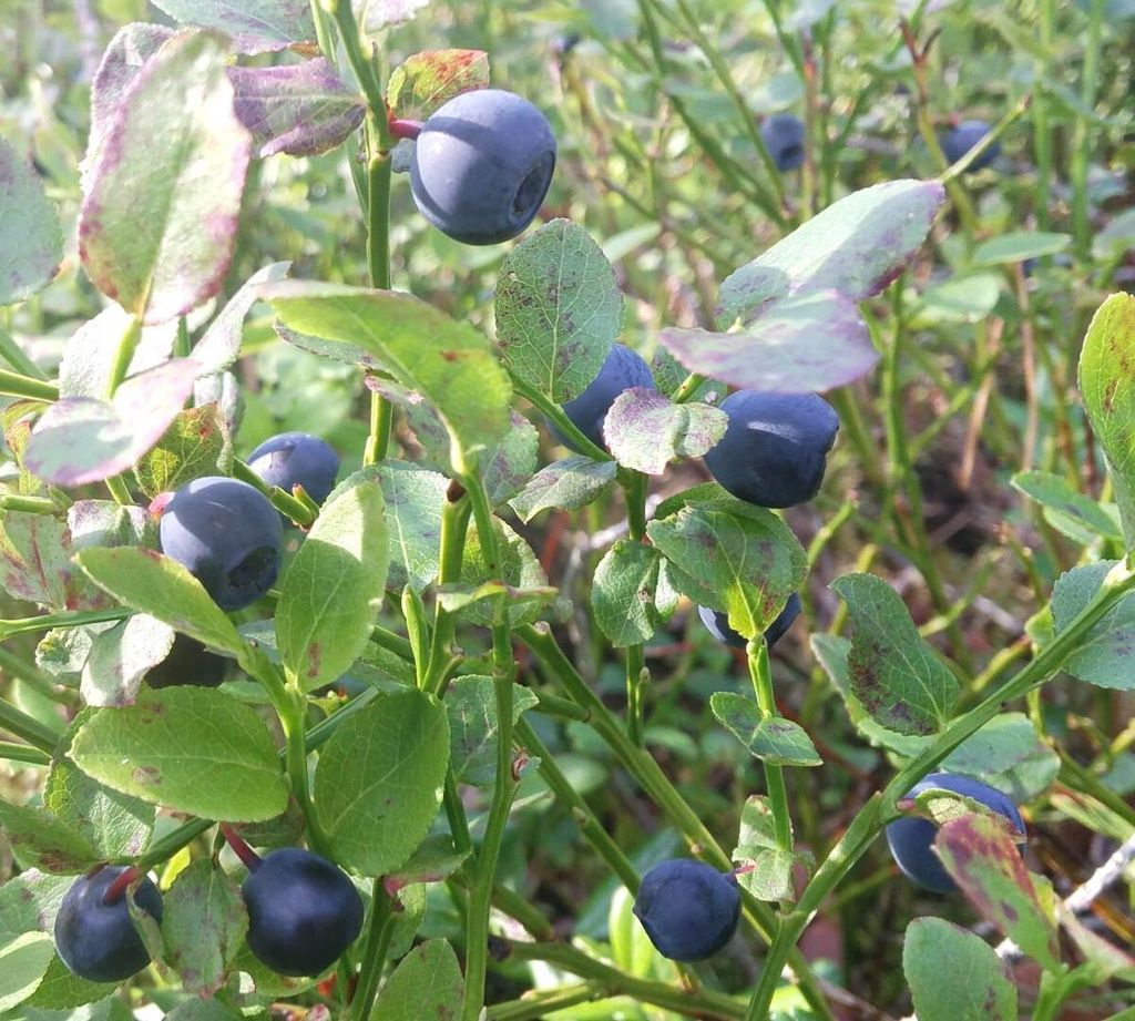 Heidelbeere Blaubeere Vaccinium 'Blue Crop' 40 - 60 cm