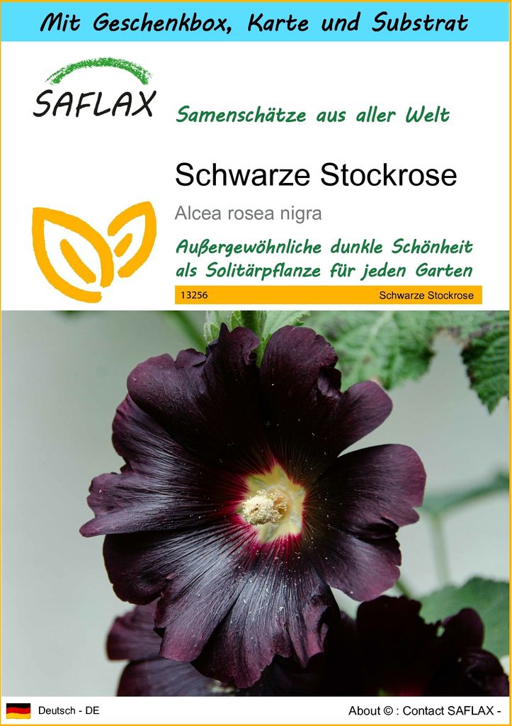 SAFLAX Geschenk Set - Schwarze Stockrose - Alcea rosea nigra - 100 Samen - Mit Geschenkbox, Versandaufkleber, Geschenkkarte und Anzuchtsubstrat