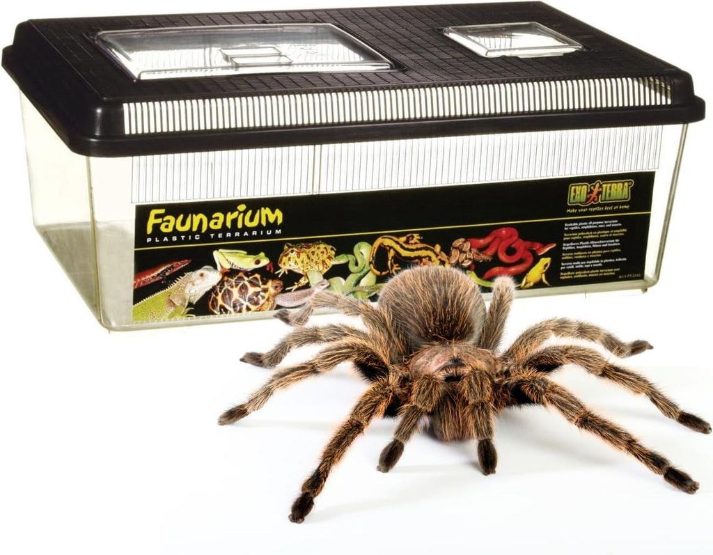 Exo Terra Faunarium mittel flach Mittel 36 x 22 x 16,5 cm Produktbild 