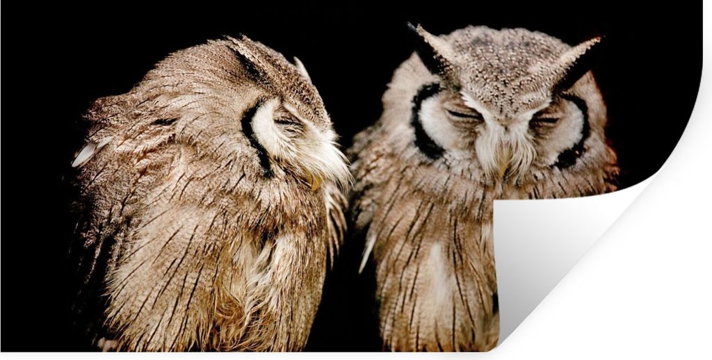 MuchoWow Wandtattoo Wandsticker Wandaufkleber Eule - Vogel - Schwarz 80x40 cm Selbstklebend und Repositionierbar - Aufkleber