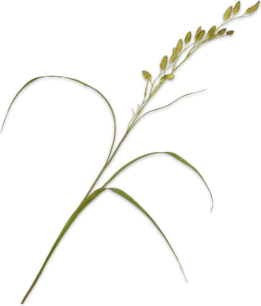 Kunstblume von Silk-ka – Seidenblumen-Graszweig, grün, 108 Produktbild 