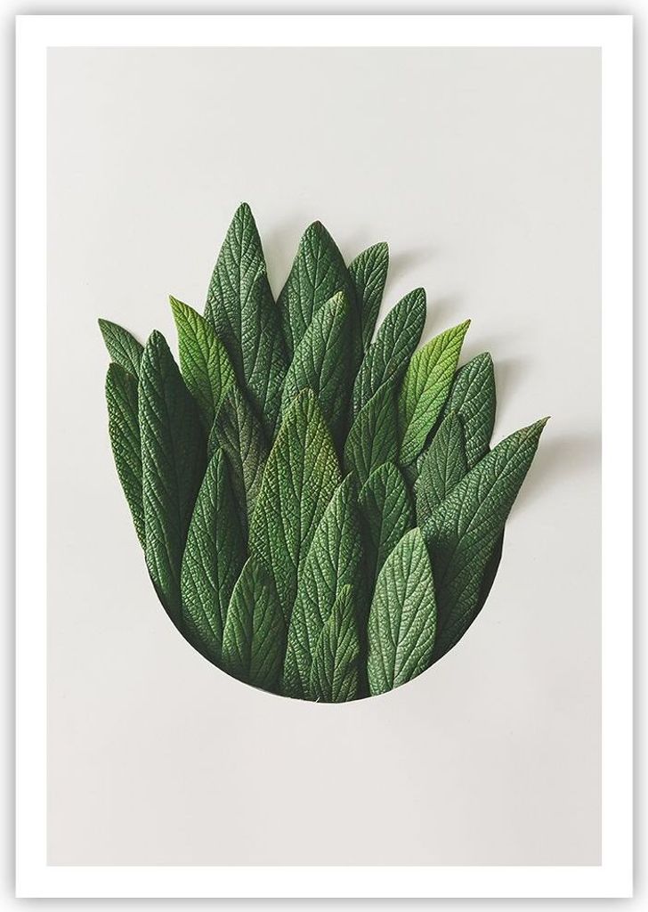Poster - Poster ohne Rahmen - Salbei Medizin Blätter - 70x100 cm - Wand Bild - Wanddeko - Wandbilder - Kunstposter - Wandposter - Bilder - Kunstdr...