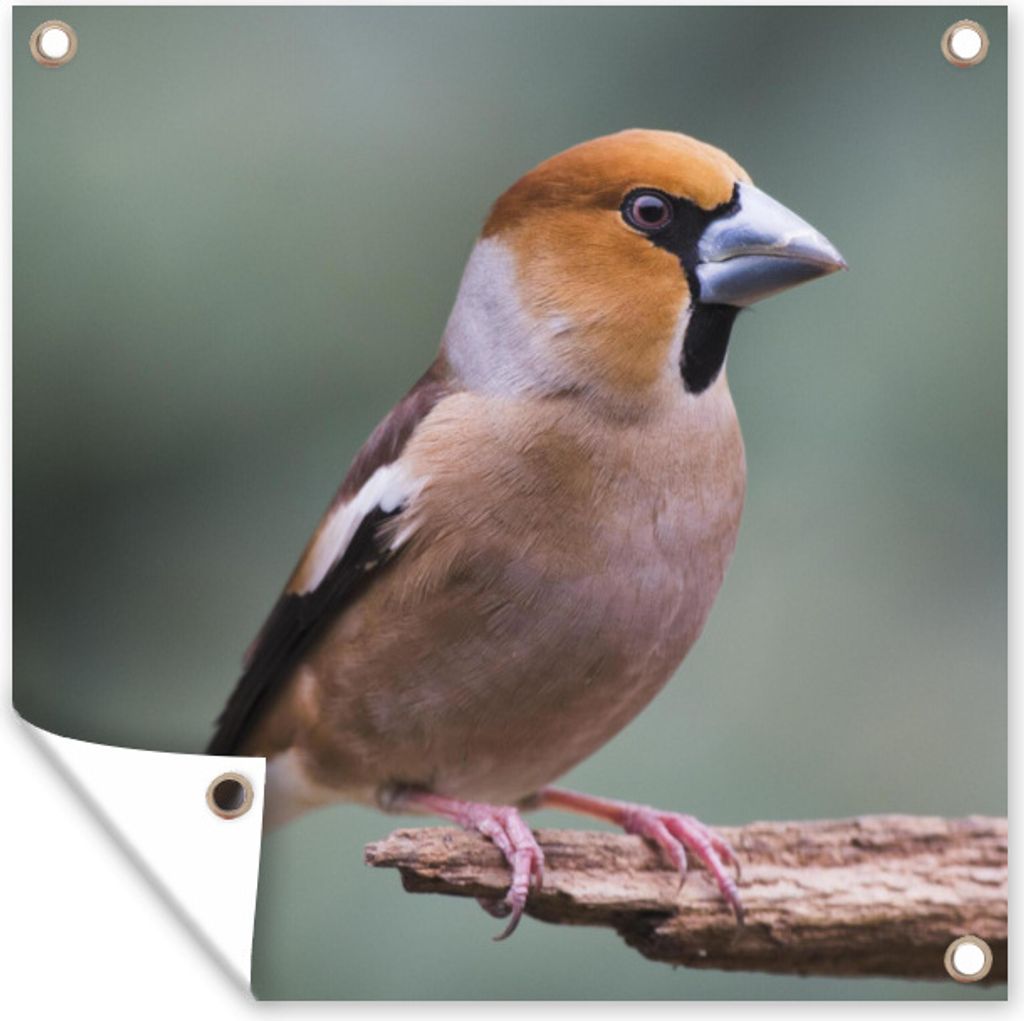 MuchoWow 50x50 cm Outdoor-Poster Gartendeko Sichtschutz Garten Poster für den Garten Bunter Apfelfink sitzt auf dem Ende eines kleinen Astes