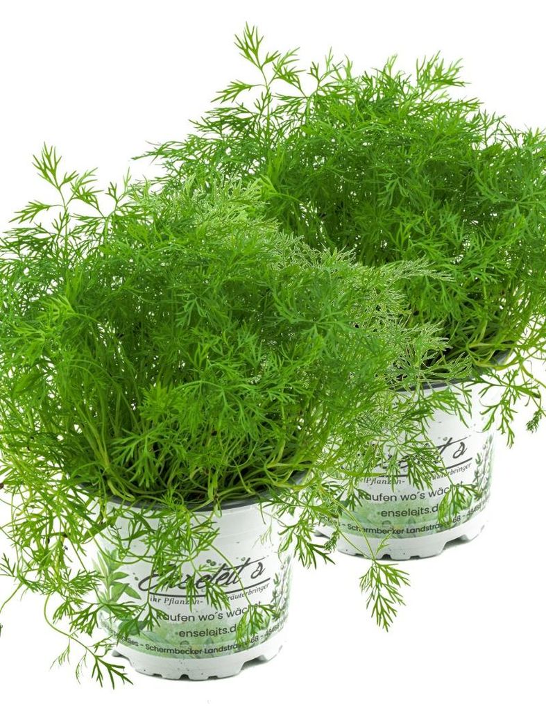 Enseleits 2x Dill Pflanze, Frische Kräuterpflanze (Anethum graveolens) im Doppelpack