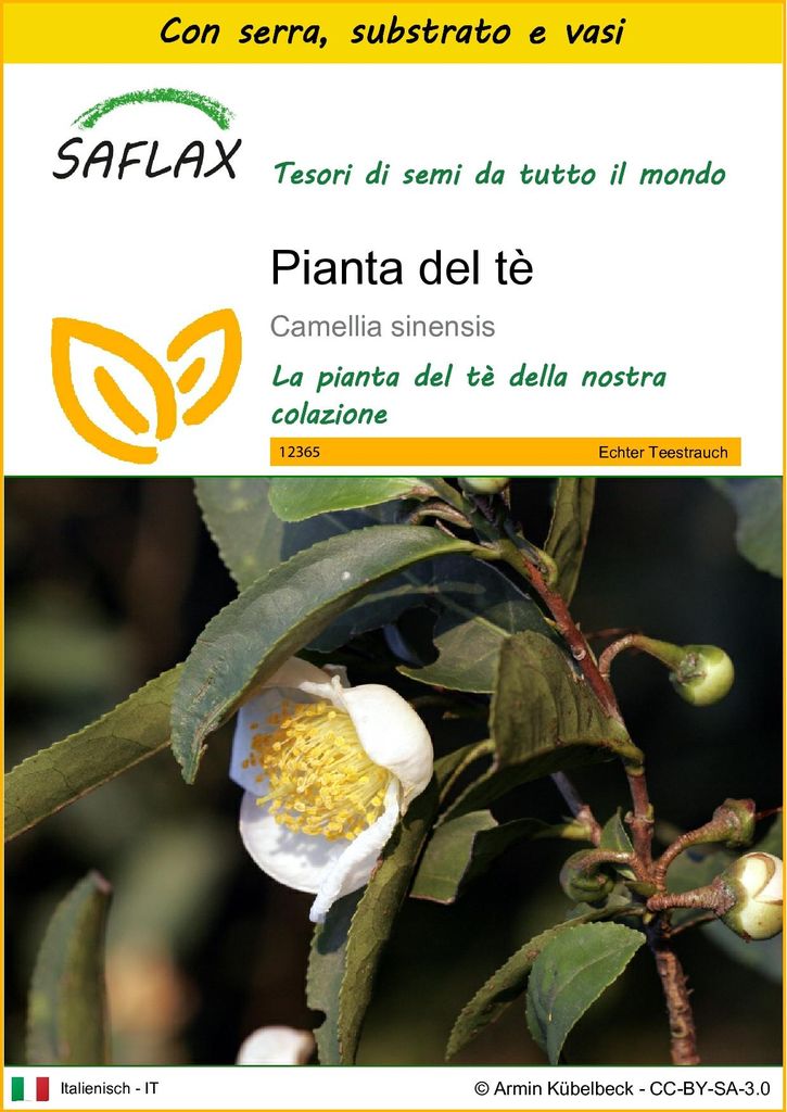 SAFLAX Insieme di coltivazione - Pianta del tè - 6 semi - Immagine del prodotto 