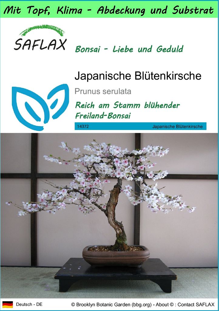 SAFLAX Garden to go - Japanische Blütenkirsche - Prunus serulata - 30 Samen - Mit Topf, Klima - Deckel und Anzuchtsubstrat