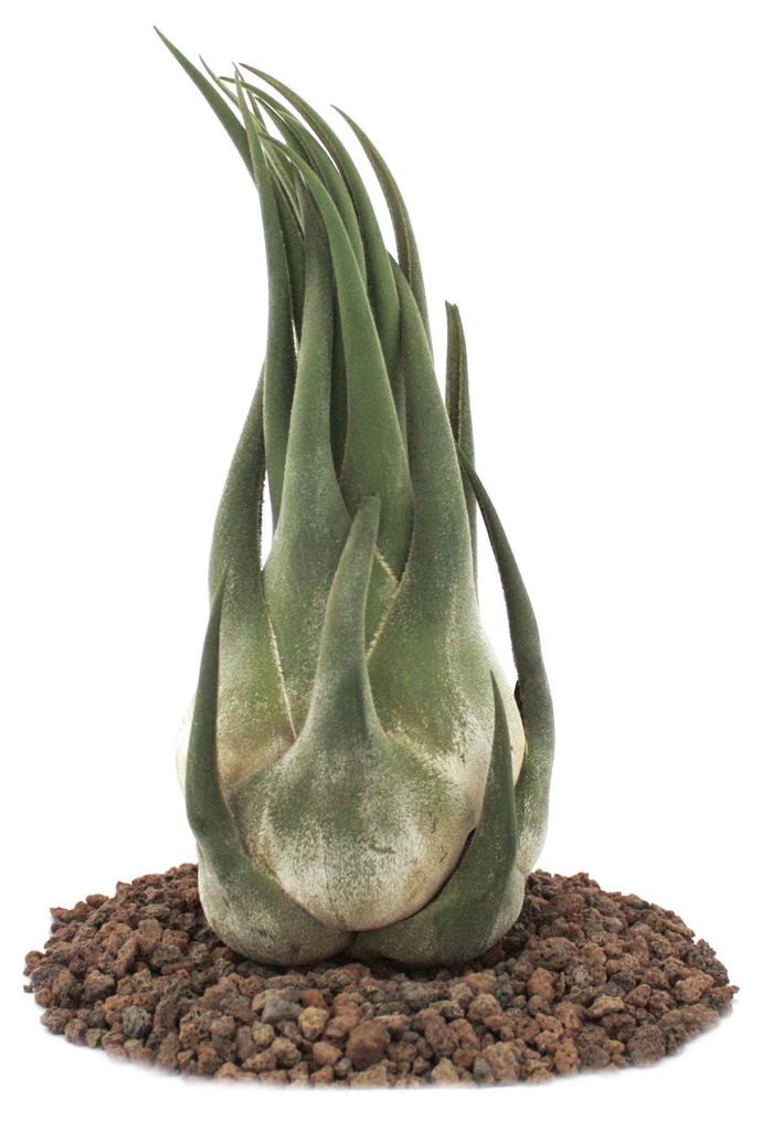 Tillandsia seleriana - voľne rastúca rastlina - extra veľká Obrázok produktu 