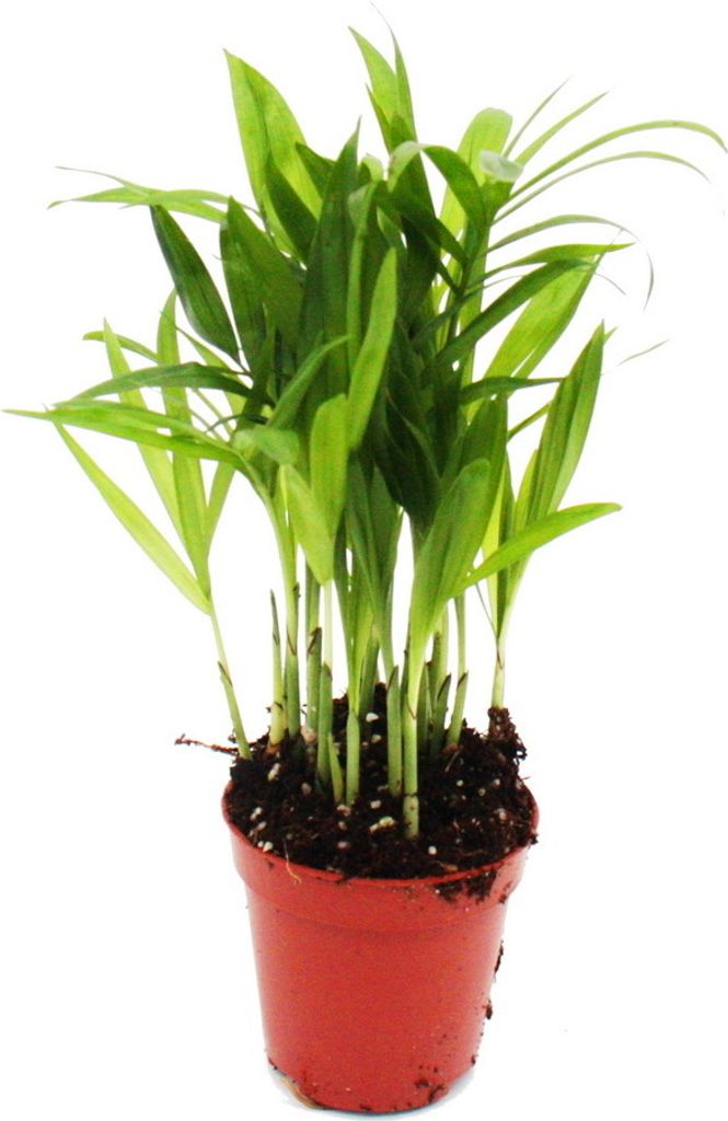 Mini-Pflanze Chamaedorea elegans Bergpalme Ideal für kleine Schalen und Gläser im 5,5cm Topf