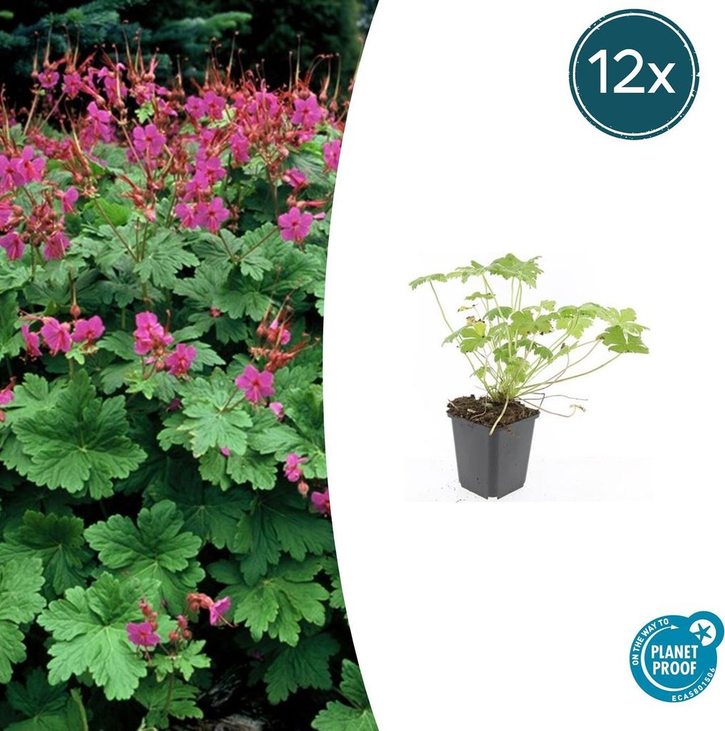 Bodendecker - Balkan-Storchschnabel - Geranium macrorrhizum Produktbild 