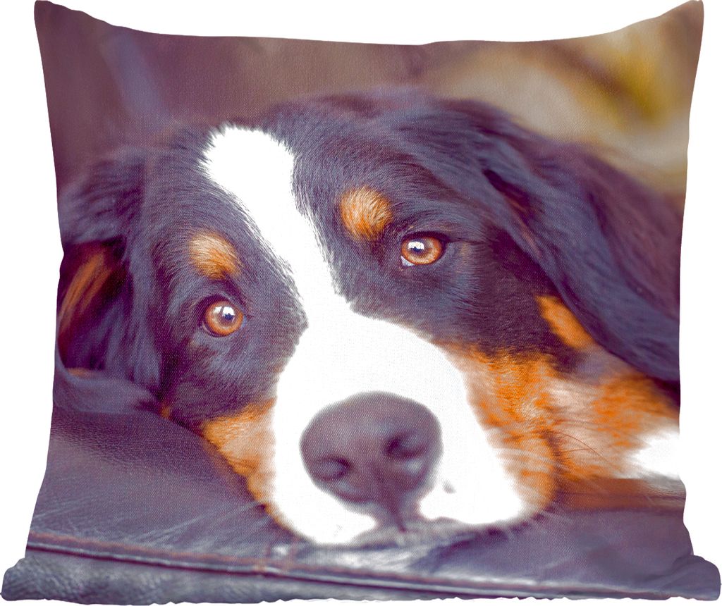 MuchoWow Zierkissen Sofakissen Wohnzimmer Dekokissen 45x45 cm Ein Berner Sennenhund liegt auf dem Sofa - Schlafpolster - Polster für das Sofa