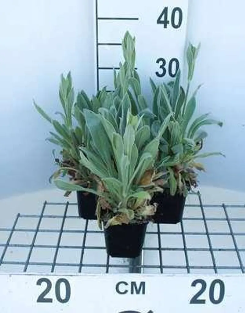 6 x Lychnis coronaria 'Alba' - Coquelourde Blanche - Pot de 9 x 9 cm
