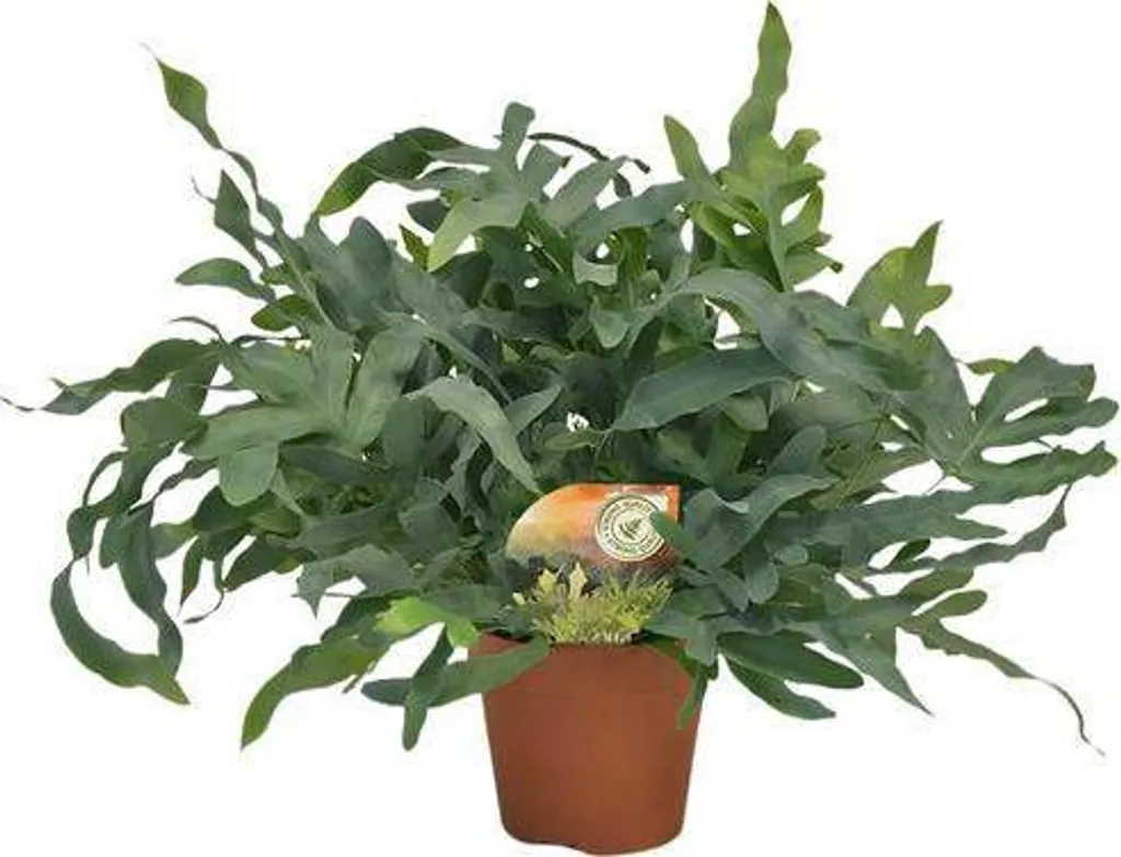 Plante d'intérieur pour salon - Fougère Phlebodium Blue Star 60 cm pot 17