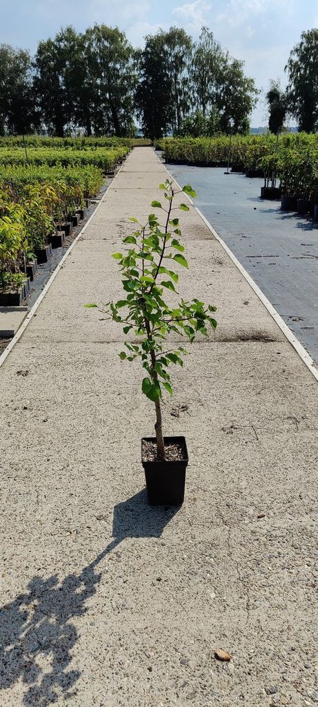 Prunus armeniaca 'Luizet' Aprikose - 5 Liter Topf - 100cm Produktbild 3