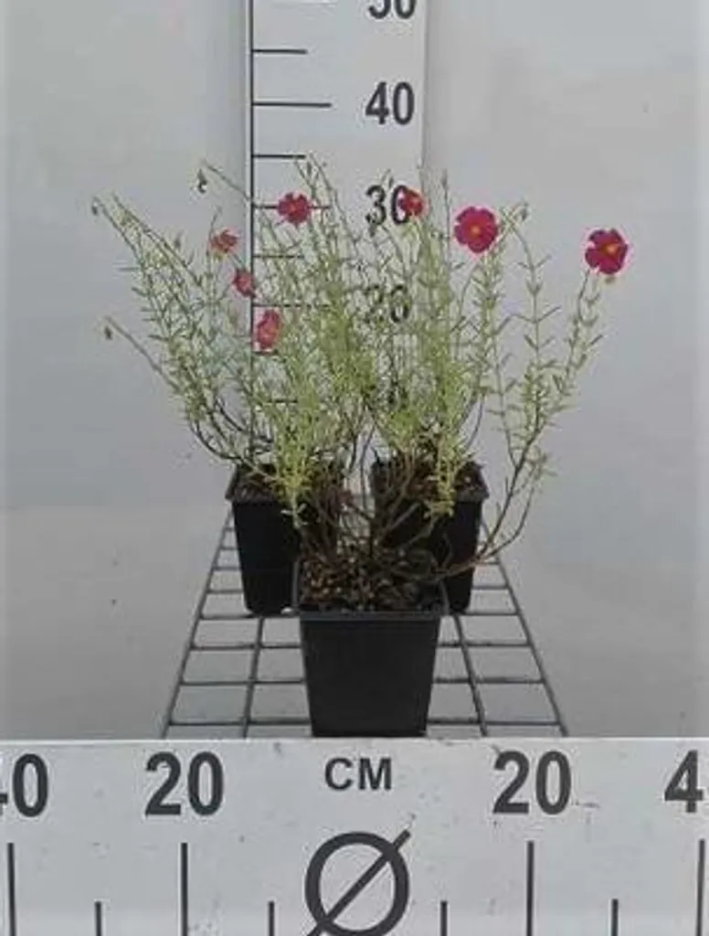 Helianthemum Ben Hope Rose Carmin - Pack de 6 Godets pour Rocailles
