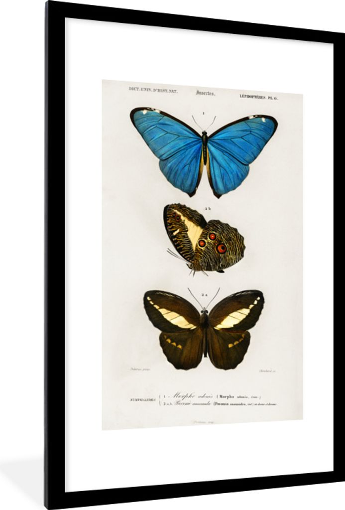 MuchoWow MuchoWow Gerahmtes Poster Schmetterling - Vintage - Insekten 60x90 cm - Poster mit zchwarzem Bilderrahmen - Dekoration - Wandposter Wo...