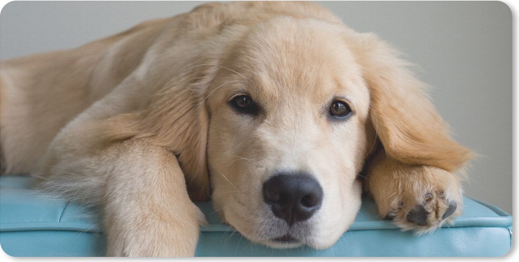 MuchoWow Schreibtischunterlage Ein liegender Golden Retriever 80x40 cm - XXL Mauspad - Gaming Mauspad