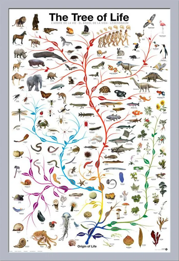 Kit Poster 61x91.5 Albero della Vita + Cornice Shinsuke Maxi MDF