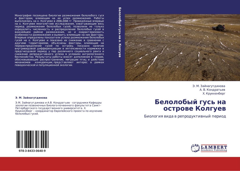 Belolobyj gus' na ostrowe Kolguew