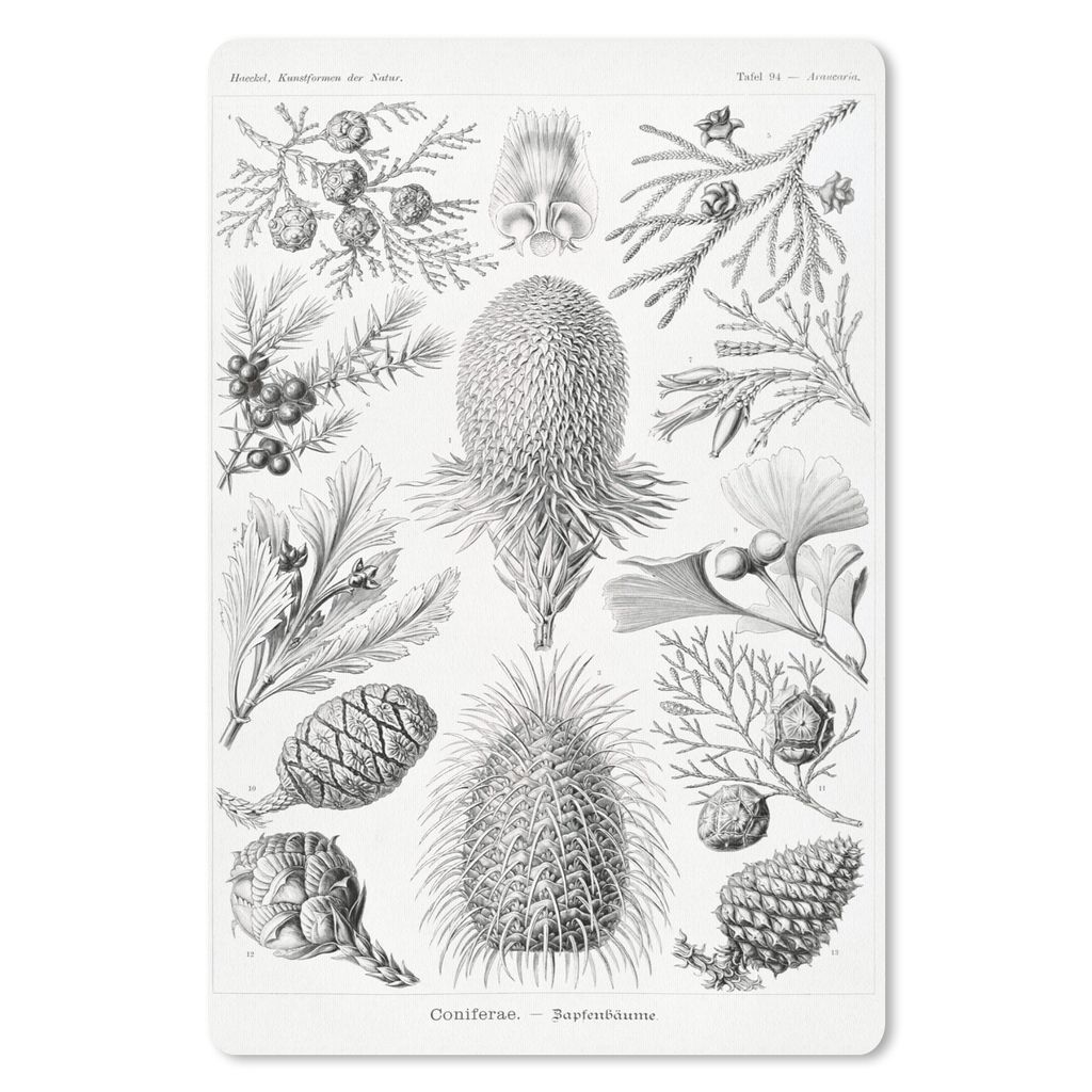 MuchoWow Mauspad Mousepad Koniferen - Ernst Haeckel - Kunst - Retro - Illustration - Natur 18x27 cm - Mousepads - Maus Mat - Pad - Mausunterlage