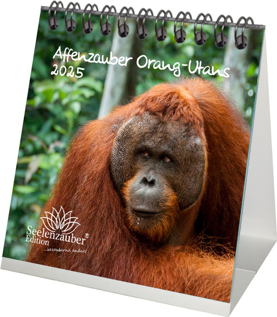 Affenzauber Orang-Utans Kalender für 2025 Format 10cm x 10cm Affen - Seelenzauber