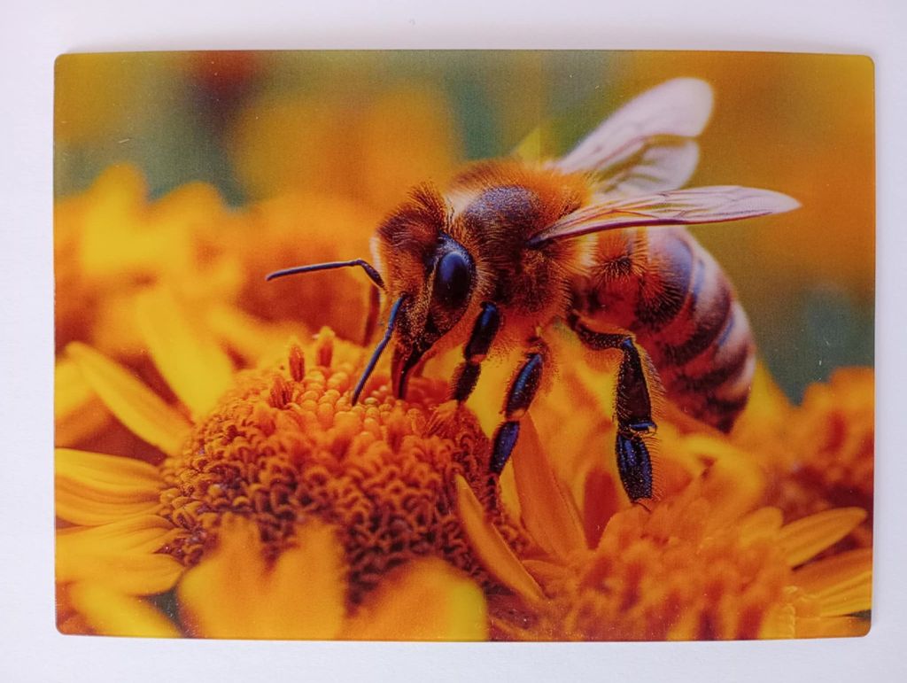 3 D Ansichtskarte Honigbiene auf Blüte, Postkarte Produktbild 