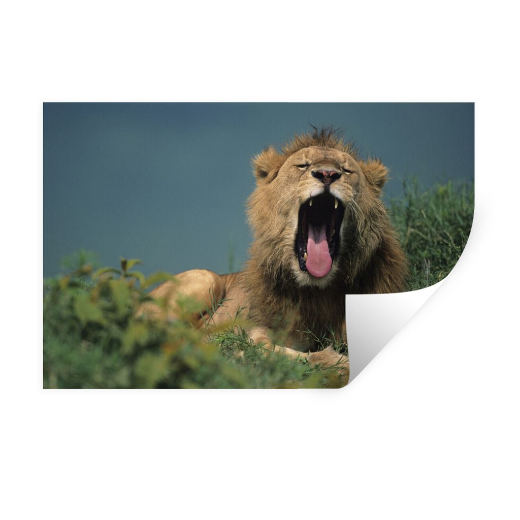 MuchoWow Wandtattoo Wandsticker Wandaufkleber Löwe - Wildes Tier - Savanne 120x80 cm Selbstklebend und Repositionierbar - Selbstklebend - Fotota...