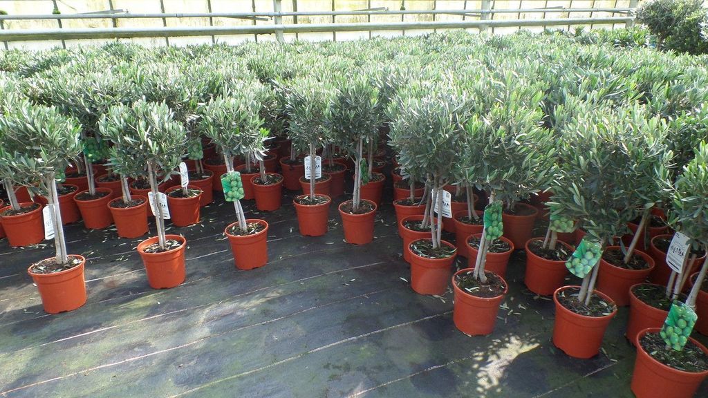 Pień drzewa oliwnego Olive 80–100 cm wysokości, najwyższa Zdjęcie produktu 