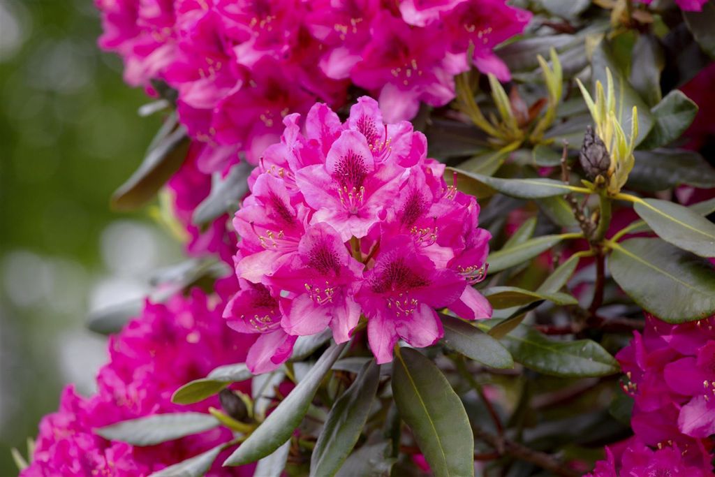 Rhododendron 'Nova Zembla', rot, 3040 cm Strucher & Bume
