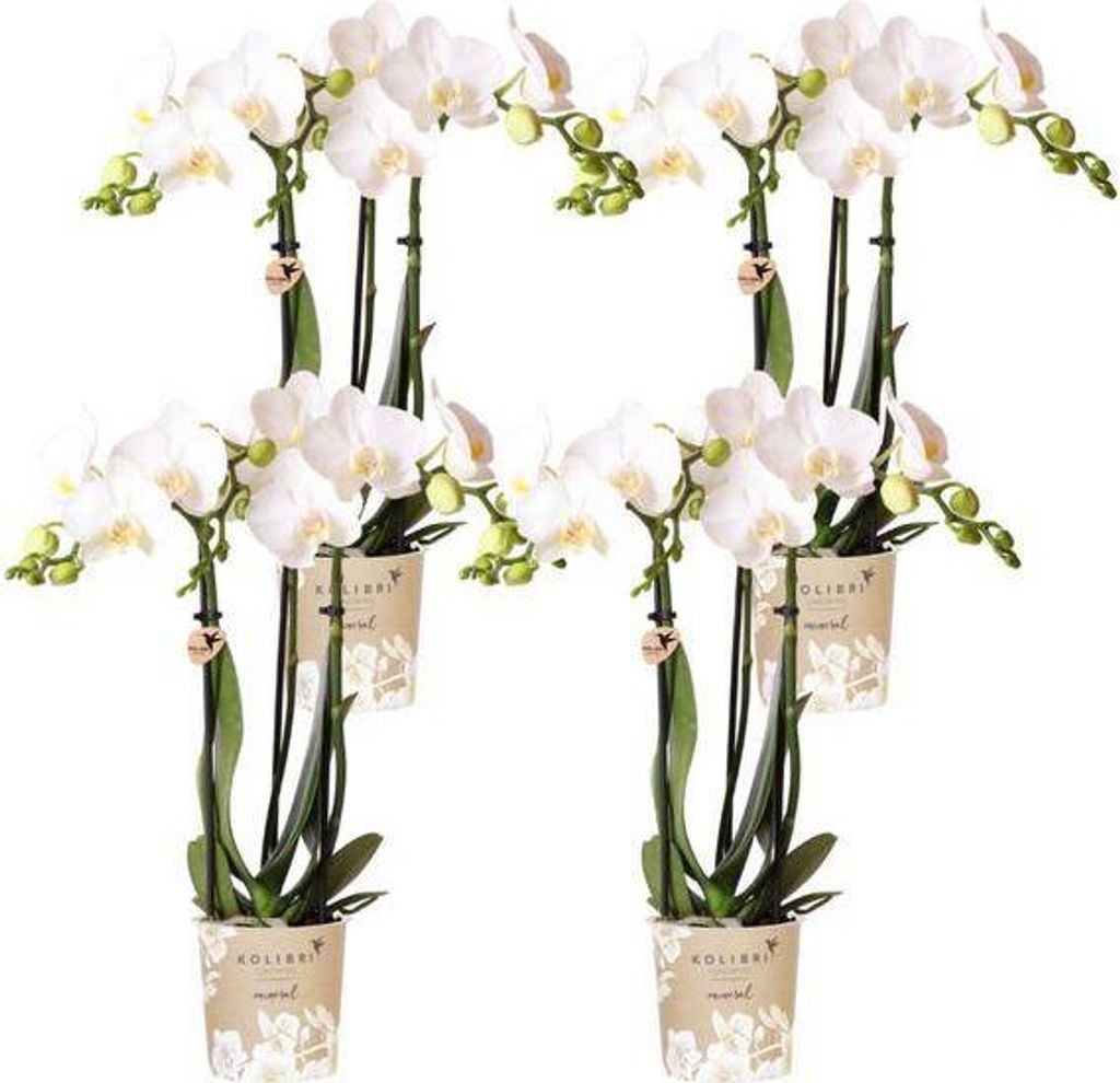 Orchidées Phalaenopsis Amabilis blanches - Ø9cm - plante Image du produit 