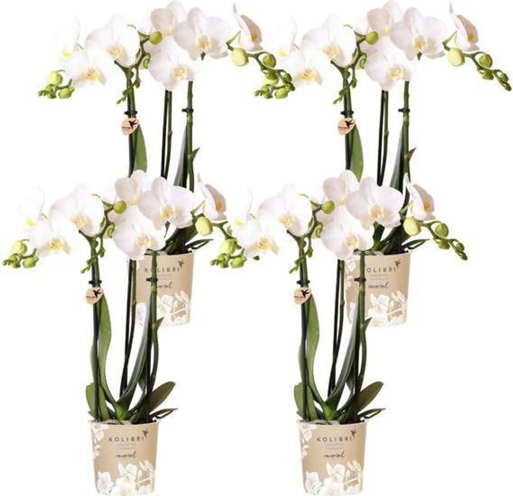 Orchidées Phalaenopsis blanches Ø9 cm : 4 plantes fleuries longue durée