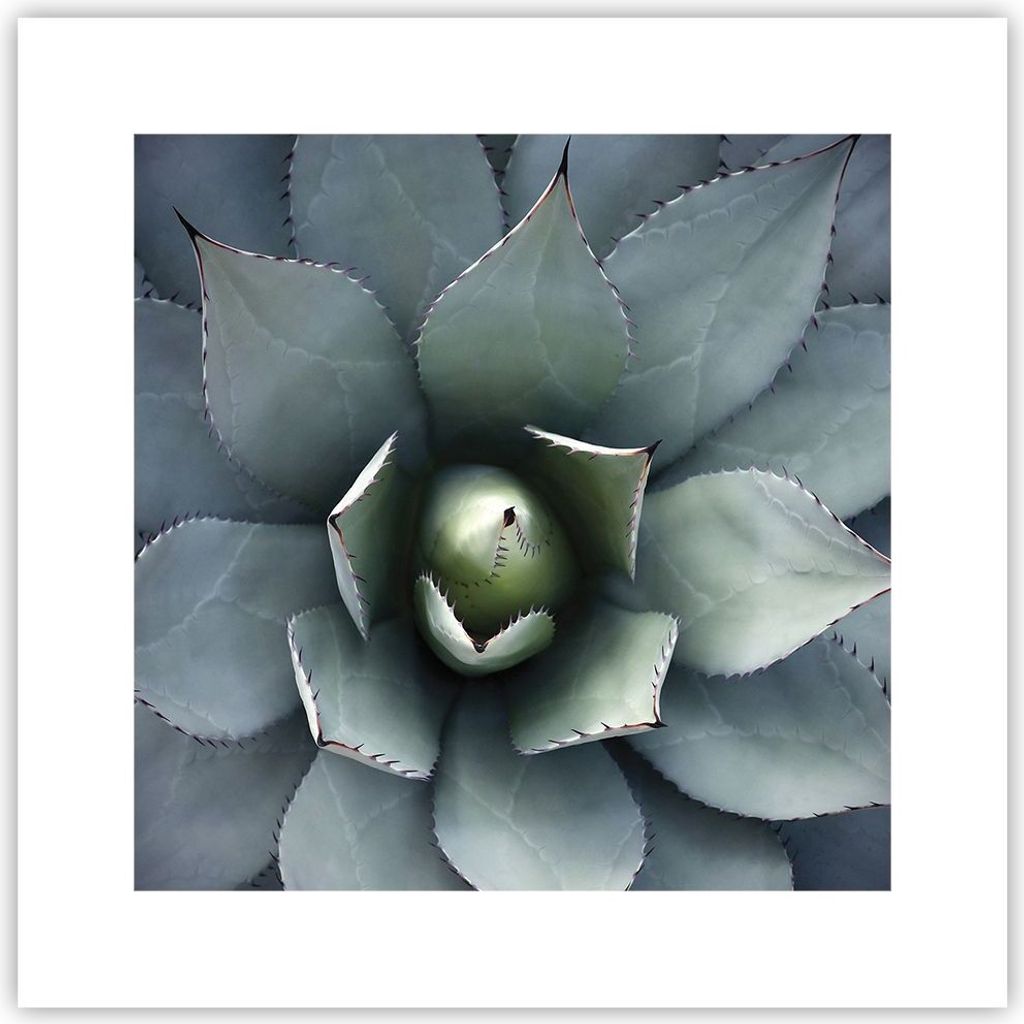 Poster - Poster ohne Rahmen - Blau Blätter Agave - 30x30 cm - Wand Bild - Wanddeko - Wandbilder - Kunstposter - Wandposter - Bilder - Kunstdruck -...