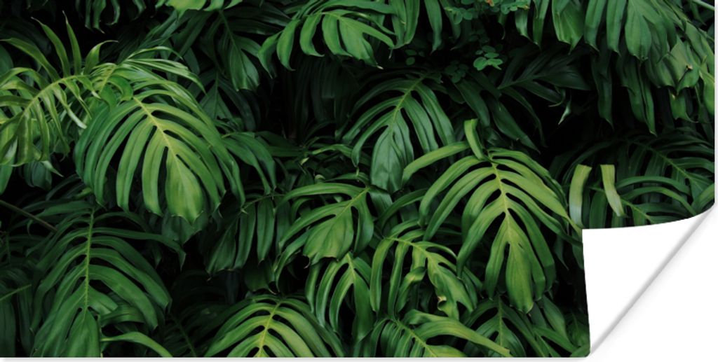 MuchoWow Poster Blätter - Monstera - Abstrakt - Mädchen - Kinder - Jungen 160x80 cm - Foto Poster