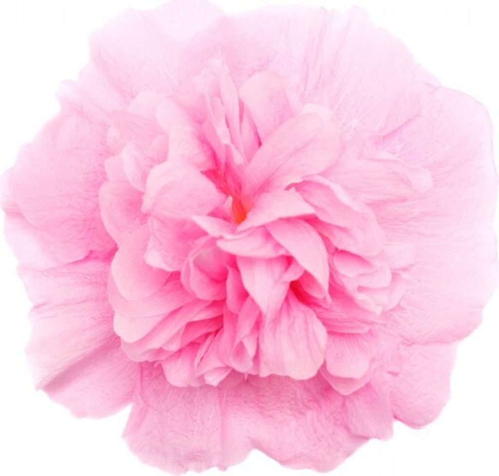 Stockrose, gefüllte - 20 Samen