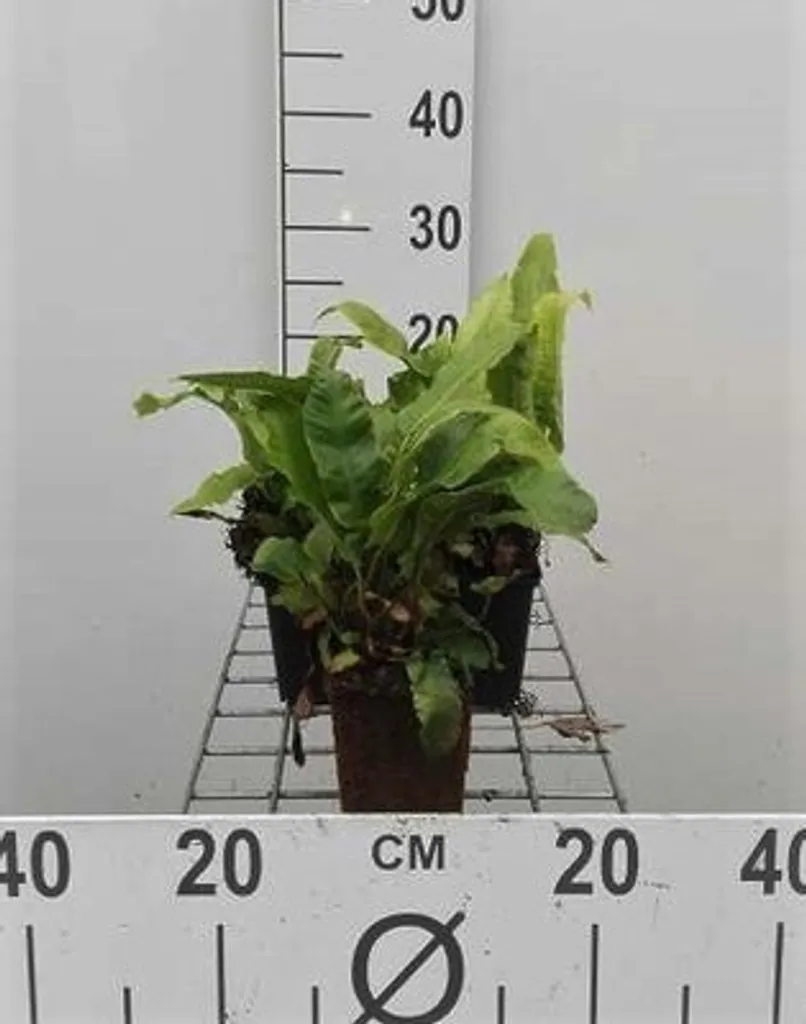 Asplenium scolopendrium - Lot de 6 fougères Scolopendre en pot 9cm