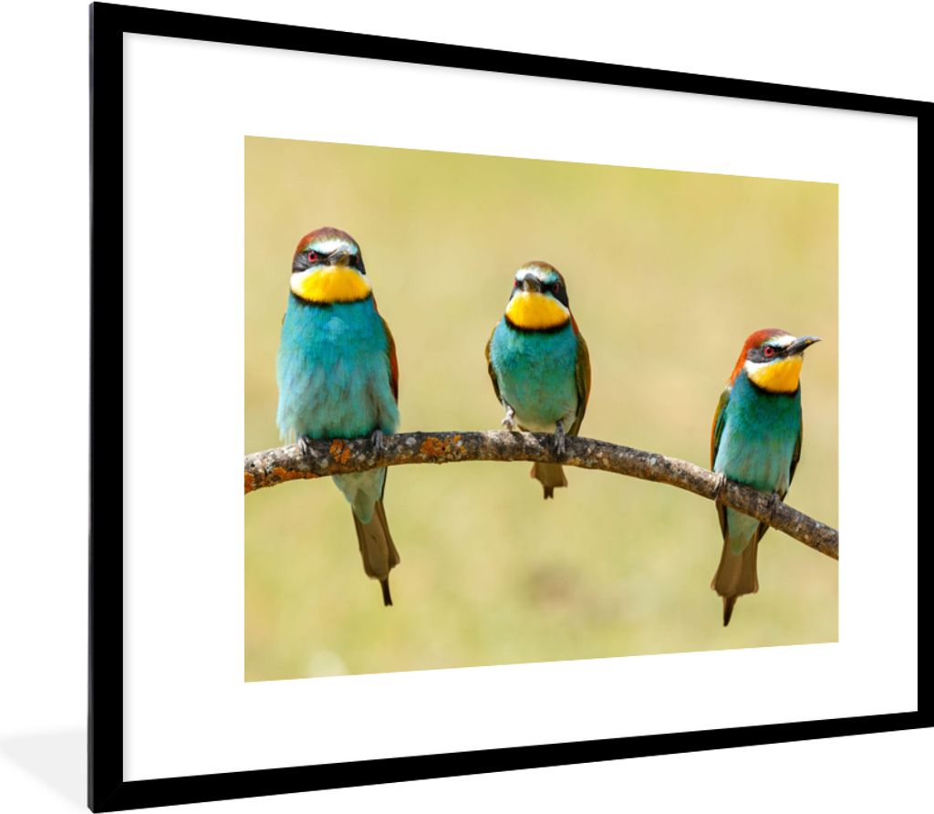 MuchoWow Gerahmtes Poster Vögel - Tiere - Bienenfresser 80x60 cm - Poster mit Schwarzem Bilderrahmen Wandposter Rahmen Foto Bilder - Schlafzimme...