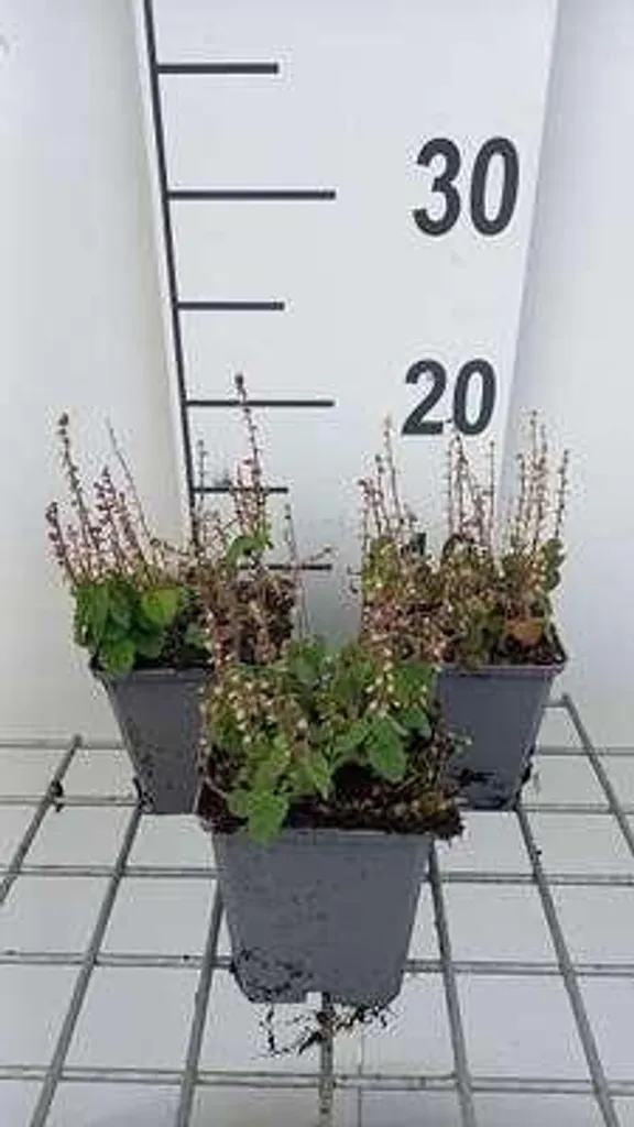 Aménager vos massifs : 6 Herbe aux casques Scutellaria incana en pots