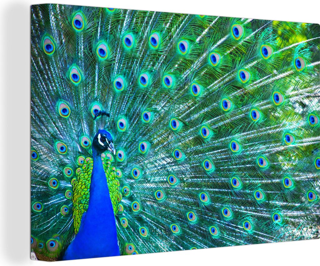 OneMillionCanvasses - Leinwandbilder - 150x100 cm, Pfau - Blau - Tiere, Wandbilder Kunstdruck Wanddekoration