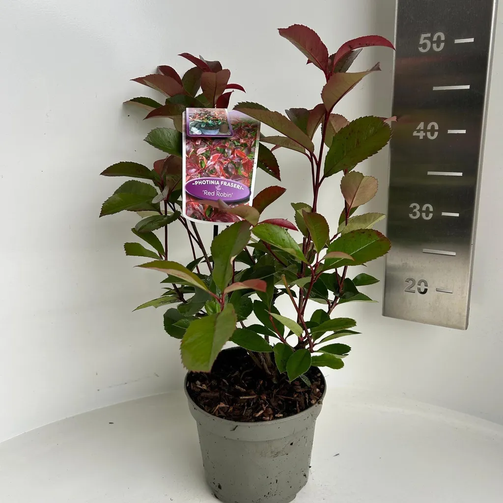 Photinia fraseri Red Robin en pot 40-45 cm - Arbuste de Haie Persistant