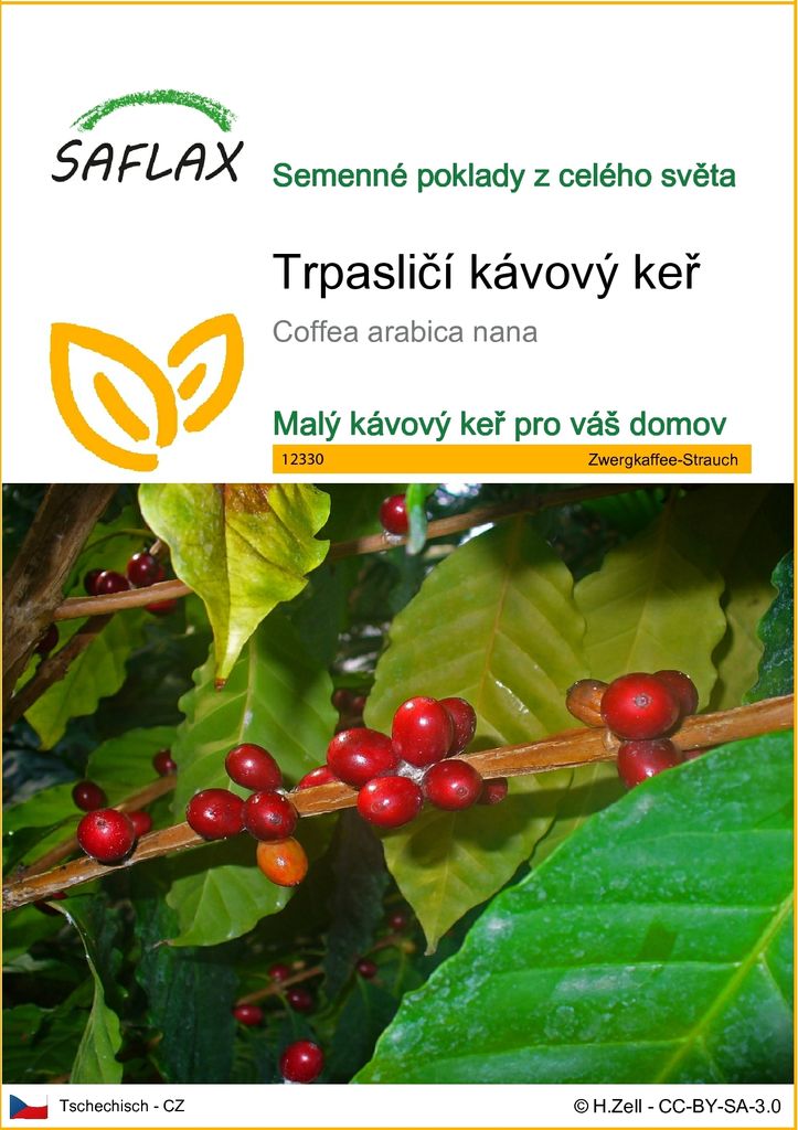 SAFLAX - Trpasličí kávový keř - Coffea arabica nana - 8 Obrázek produktu 