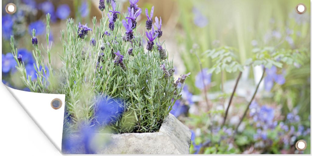 MuchoWow 160x80 cm Outdoor-Poster Gartendeko Sichtschutz Garten Poster für den Garten Nahaufnahme von Lavendel in einem Garten