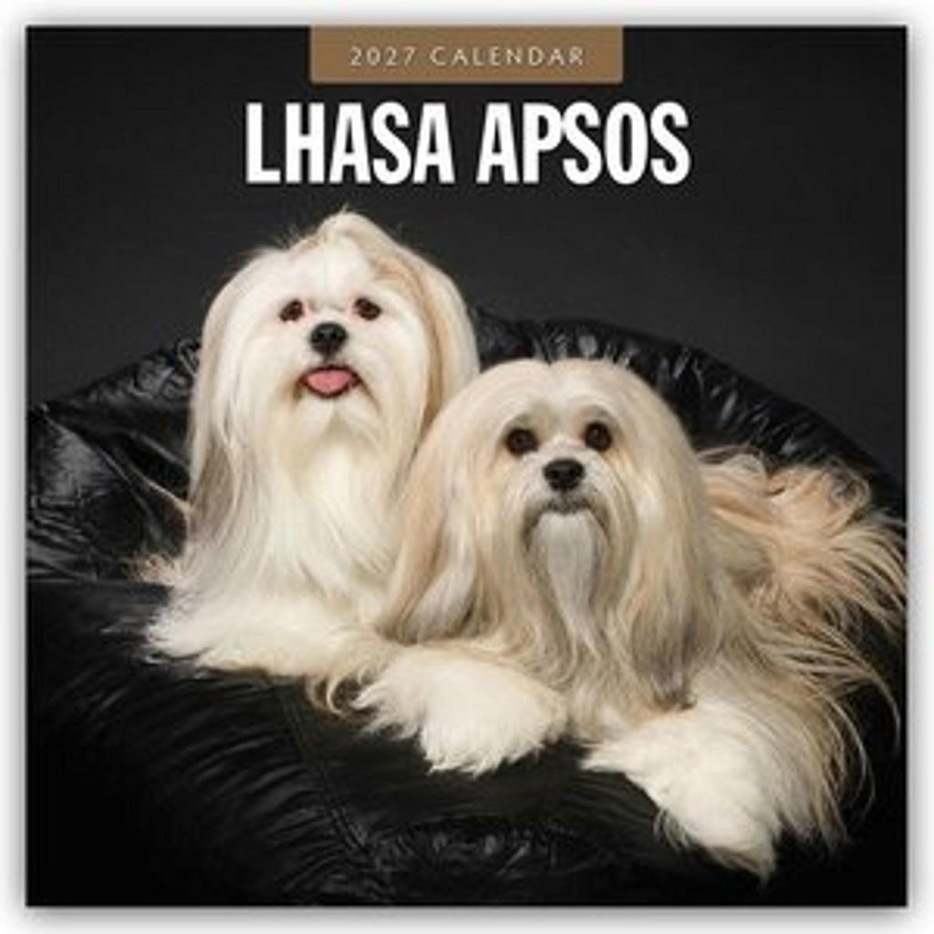 Lhasa Apsos - Lhasa Apso 2027 - 16-Monatskalender Produktbild 