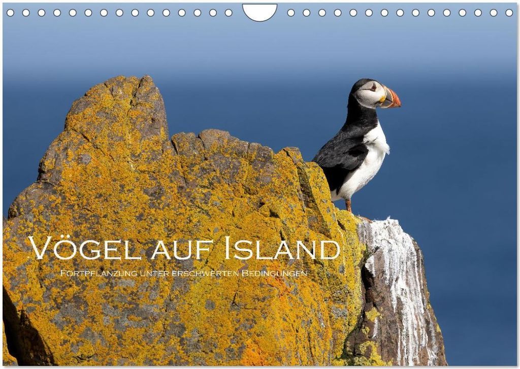 Vögel auf Island (Wandkalender 2026 DIN A4 quer), CALVENDO Monatskalender