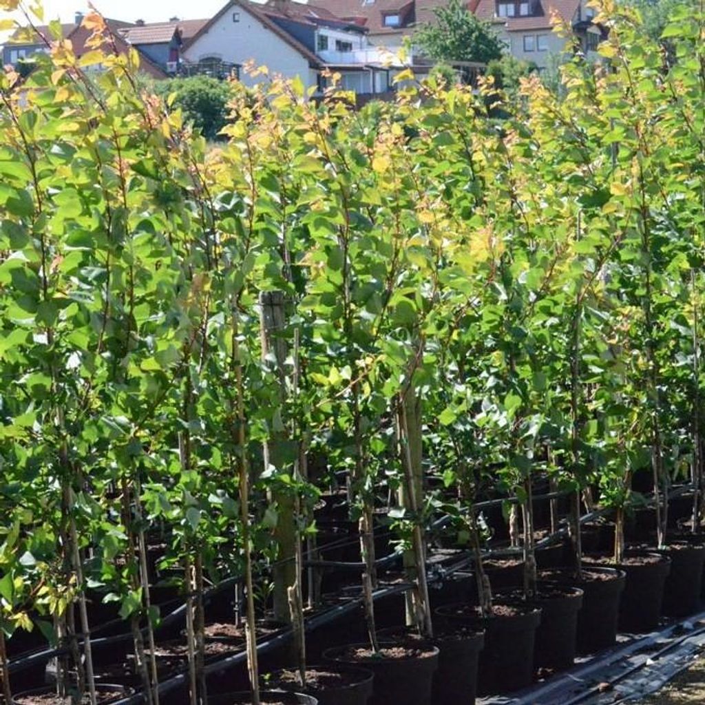 Clapps Liebling Birnenbaum Süß Würzige Sommerbirne Buschbaum Ca. 110