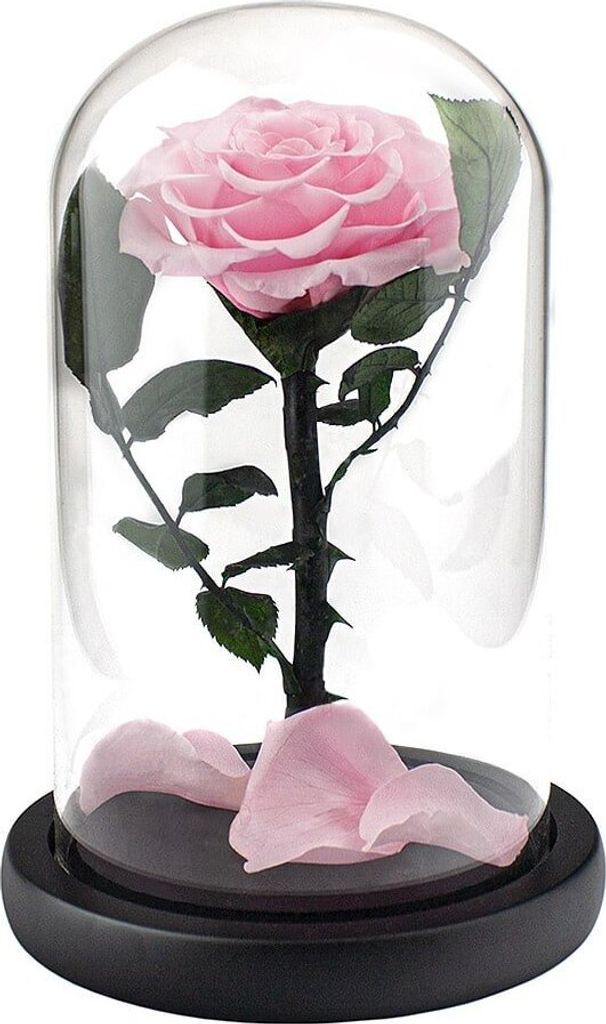 Große Rose im Glasglocke - Rosa