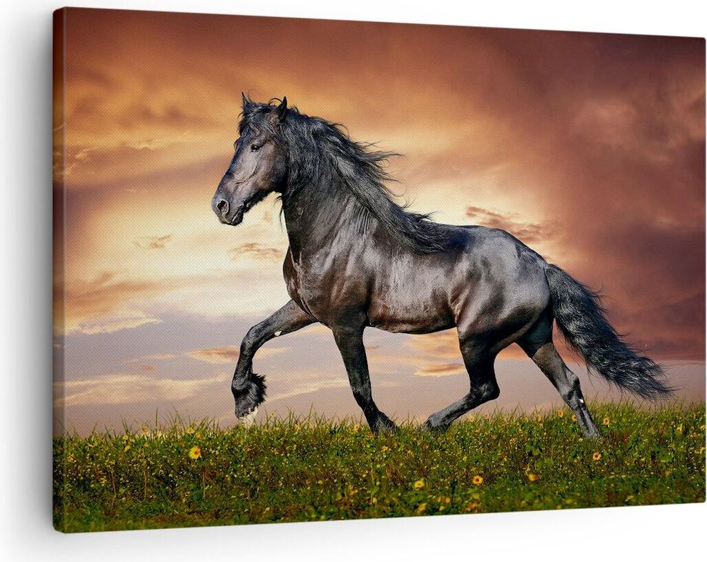 Bild auf Leinwand - Leinwandbild - Pferd Tier Wiese - 70x50cm - Wand Bild - Wanddeko - Wandbilder - Leinwanddruck - Bilder - Kunstdruck - Wanddekor...