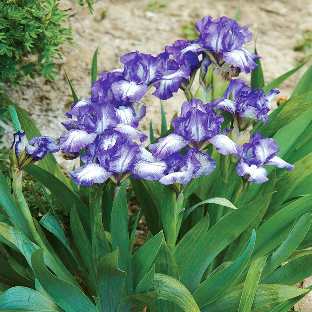 Iris Pumila Nisko Petit Polka 1 pz. Iris Rizomi Piantine Immagine del prodotto 