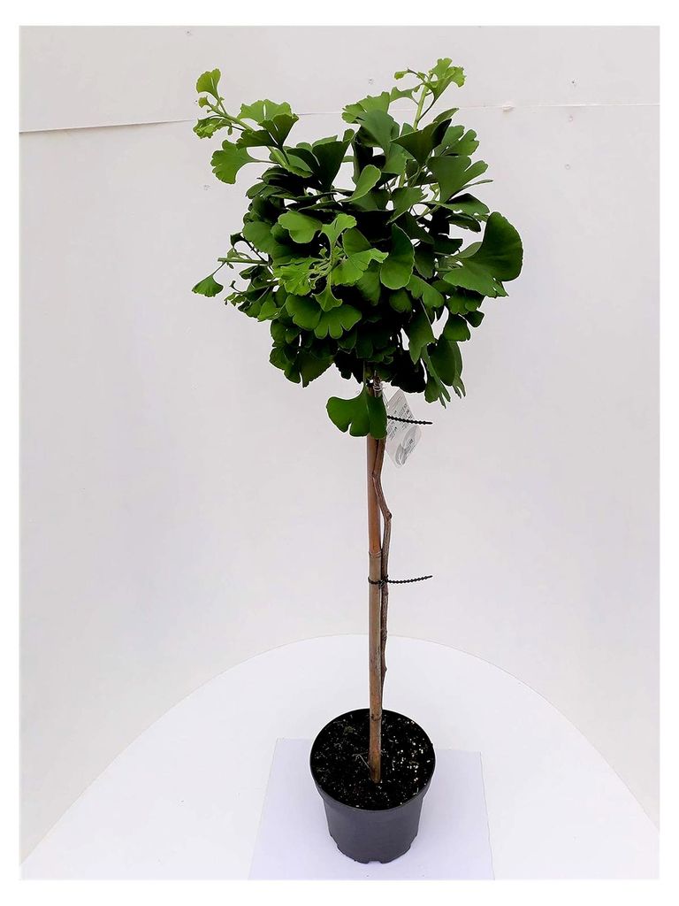 Ginkgo biloba Mariken - Stamm, Kugel-Ginkgo, Höhe: 110-120 cm + Dünger